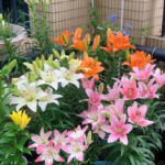 Free shipping Lily Bulbs for Fall Planting -Asiatic Lilies Mix(Fragrant lily)- Freshly Dug Perennial Lily Flower Bulbs - Image 2