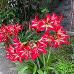 Amaryllis Bulbs for Planting – Large Blooms, Indoor Holiday Flower, Stunning Winter Flowers for Your Home - Image 5