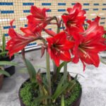 Amaryllis Bulbs for Planting – Large Blooms, Indoor Holiday Flower, Stunning Winter Flowers for Your Home