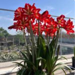 Amaryllis Bulbs for Planting – Large Blooms, Indoor Holiday Flower, Stunning Winter Flowers for Your Home - Image 2