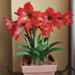 Amaryllis Bulbs for Planting – Large Blooms, Indoor Holiday Flower, Stunning Winter Flowers for Your Home - Image 3