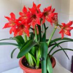 Amaryllis Bulbs for Planting – Large Blooms, Indoor Holiday Flower, Stunning Winter Flowers for Your Home - Image 4