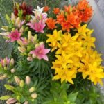 Free shipping Lily Bulbs for Fall Planting -Asiatic Lilies Mix(Fragrant lily)- Freshly Dug Perennial Lily Flower Bulbs