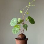 Stephania Erecta Bulb – Rare Caudex Plant, Live Tuber for Indoor Growing,Low Maintenance - Image 3