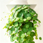 Stephania Erecta Bulb – Rare Caudex Plant, Live Tuber for Indoor Growing,Low Maintenance - Image 4