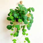 Stephania Erecta Bulb – Rare Caudex Plant, Live Tuber for Indoor Growing,Low Maintenance - Image 8
