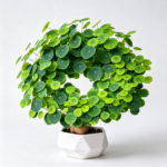 Stephania Erecta Bulb – Rare Caudex Plant, Live Tuber for Indoor Growing,Low Maintenance - Image 7