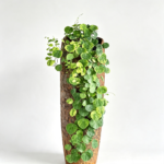 Stephania Erecta Bulb – Rare Caudex Plant, Live Tuber for Indoor Growing,Low Maintenance - Image 6