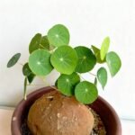 Stephania Erecta Bulb – Rare Caudex Plant, Live Tuber for Indoor Growing,Low Maintenance