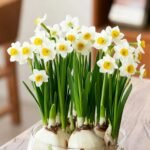 Free shipping Aromatic Narcissus - Daffodil Bulbs for Fall Planting - Image 4