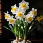 Free shipping Aromatic Narcissus - Daffodil Bulbs for Fall Planting - Image 3
