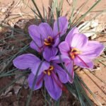 Free shipping - Saffron Sativus Crocus Corms - Large Corms for Planting - Premium Crocus Sativus Bulbs - Image 3