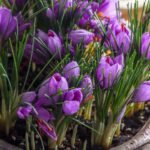 Free shipping - Saffron Sativus Crocus Corms - Large Corms for Planting - Premium Crocus Sativus Bulbs - Image 4