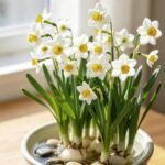 Free shipping Aromatic Narcissus - Daffodil Bulbs for Fall Planting - Image 2
