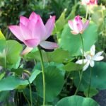 Free shipping Mixed Bowl Lotus Seeds - Water Lily Flower Plant Seeds - Home Garden Plant Seeds Aquatic Fresh Garden Seeds for Home - Image 4