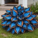 Free shipping - Hosta Seeds for Sale,Hosta Seeds Perennial Heart - Rich Foliage, Heart Shaped Leaves, Outdoor Garden - Image 2
