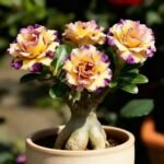 Free shipping - Desert Rose Seeds - Adenium Obesum Seeds - Desert Rose Flowering Succulent Caudex Plant - Bonsai Indoor Exotic - Image 5