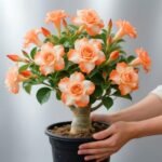 Free shipping - Desert Rose Seeds - Adenium Obesum Seeds - Desert Rose Flowering Succulent Caudex Plant - Bonsai Indoor Exotic - Image 4