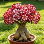 Free shipping Desert Rose Seeds Mixed(Adenium Obesum), Exotic Succulent Ornamental Flower Seeds, Drought Tolerant, for Home Garden, Balcony and Bonsai - Image 4