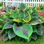 Free shipping - Hosta Seeds for Sale,Hosta Seeds Perennial Heart - Rich Foliage, Heart Shaped Leaves, Outdoor Garden - Image 6