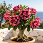 Free shipping - Desert Rose Seeds - Adenium Obesum Seeds - Desert Rose Flowering Succulent Caudex Plant - Bonsai Indoor Exotic - Image 3