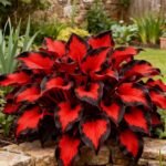 Free shipping - Hosta Seeds for Sale,Hosta Seeds Perennial Heart - Rich Foliage, Heart Shaped Leaves, Outdoor Garden - Image 4