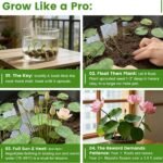 Free shipping Mixed Bowl Lotus Seeds - Water Lily Flower Plant Seeds - Home Garden Plant Seeds Aquatic Fresh Garden Seeds for Home - Image 6