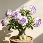 Free shipping Desert Rose Seeds Mixed(Adenium Obesum), Exotic Succulent Ornamental Flower Seeds, Drought Tolerant, for Home Garden, Balcony and Bonsai