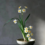 Free shipping Aromatic Narcissus - Daffodil Bulbs for Fall Planting