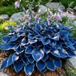 Free shipping - Hosta Seeds for Sale,Hosta Seeds Perennial Heart - Rich Foliage, Heart Shaped Leaves, Outdoor Garden