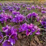Free shipping - Saffron Sativus Crocus Corms - Large Corms for Planting - Premium Crocus Sativus Bulbs
