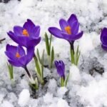 Free shipping - Saffron Sativus Crocus Corms - Large Corms for Planting - Premium Crocus Sativus Bulbs - Image 2