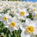 Free shipping Aromatic Narcissus - Daffodil Bulbs for Fall Planting - Image 5