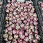 Alasines Garden - Fragrant Hyacinth Bulbs for Fall Planting - Mixed Colors - Spring Blooming, Sweet Scented Flowers - Image 7