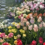 Alasines Garden - Colorful Tulip Bulbs for Planting – Mixed Varieties, Spring Garden Blooms -  Bulb Size 11/12cm