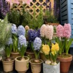 Alasines Garden - Fragrant Hyacinth Bulbs for Fall Planting - Mixed Colors - Spring Blooming, Sweet Scented Flowers - Image 3