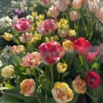 Alasines Garden - Colorful Tulip Bulbs for Planting – Mixed Varieties, Spring Garden Blooms -  Bulb Size 11/12cm - Image 2
