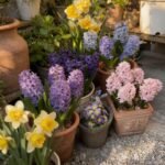 Alasines Garden - Fragrant Hyacinth Bulbs for Fall Planting - Mixed Colors - Spring Blooming, Sweet Scented Flowers - Image 2