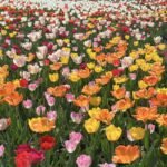 Alasines Garden - Colorful Tulip Bulbs for Planting – Mixed Varieties, Spring Garden Blooms -  Bulb Size 11/12cm - Image 5