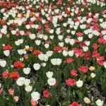 Alasines Garden - Colorful Tulip Bulbs for Planting – Mixed Varieties, Spring Garden Blooms -  Bulb Size 11/12cm - Image 4