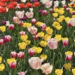 Alasines Garden - Colorful Tulip Bulbs for Planting – Mixed Varieties, Spring Garden Blooms -  Bulb Size 11/12cm - Image 3