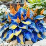 Perennial Mix Color Hosta Seeds for Planting in Home Garden - Shade Tolerant Plant Seeds,Ideal for Borders & Containers - Image 4