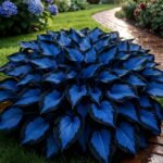 Perennial Mix Color Hosta Seeds for Planting in Home Garden - Shade Tolerant Plant Seeds,Ideal for Borders & Containers - Image 5