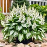 Perennial Mix Color Hosta Seeds for Planting in Home Garden - Shade Tolerant Plant Seeds,Ideal for Borders & Containers