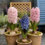 Alasines Garden - Fragrant Hyacinth Bulbs for Fall Planting - Mixed Colors - Spring Blooming, Sweet Scented Flowers - Image 5