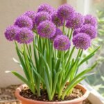 Allium Bulbs for Fall Planting - Gladiator Allium Flower Bulbs - Attracts Butterflies and Hummingbirds