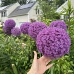 Allium Bulbs for Fall Planting - Gladiator Allium Flower Bulbs - Attracts Butterflies and Hummingbirds - Image 2