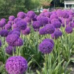 Allium Bulbs for Fall Planting - Gladiator Allium Flower Bulbs - Attracts Butterflies and Hummingbirds - Image 3
