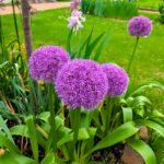 Allium Bulbs for Fall Planting - Gladiator Allium Flower Bulbs - Attracts Butterflies and Hummingbirds - Image 4