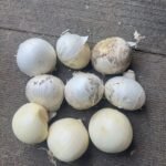 Allium Bulbs for Fall Planting - Gladiator Allium Flower Bulbs - Attracts Butterflies and Hummingbirds - Image 5